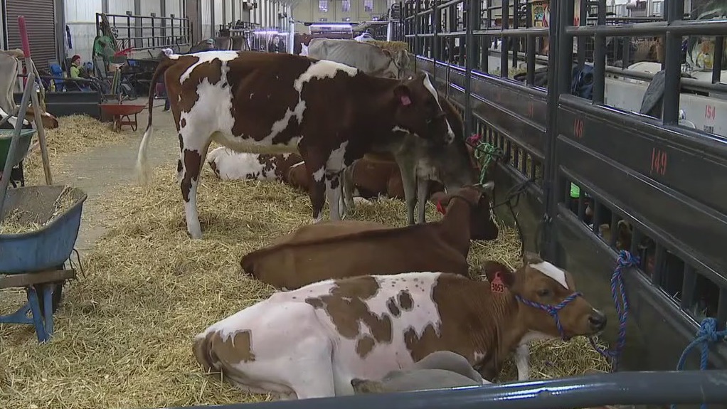 FWSSR attendees brave the cold