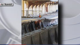 Bull stops New Jersey Transit