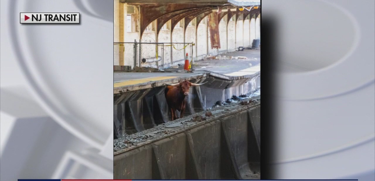 Bull stops New Jersey Transit