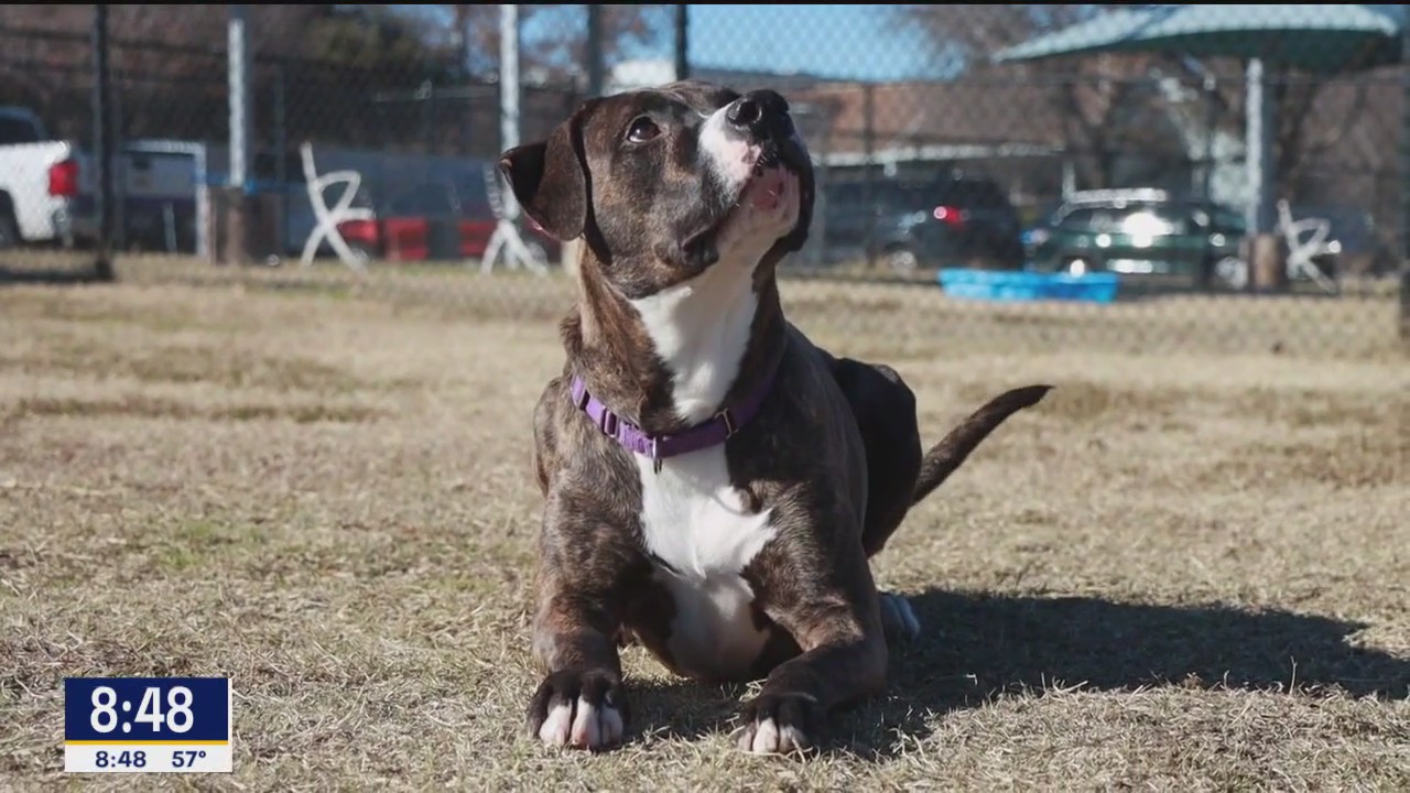 Pet of the day: Huck