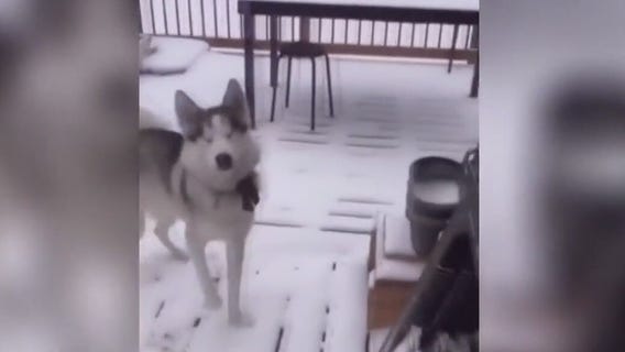 Viral video: Blind Husky plays in first big snowstorm