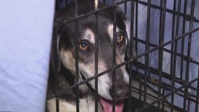 Overcrowded shelter offering trial period for adoptions