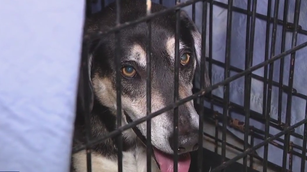 Overcrowded shelter offering trial period for adoptions