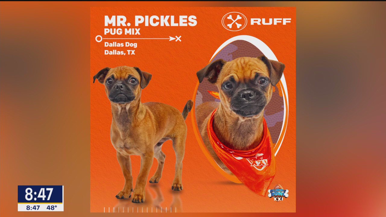 Dallas' Mr. Pickles to compete in annual 'Puppy Bowl'