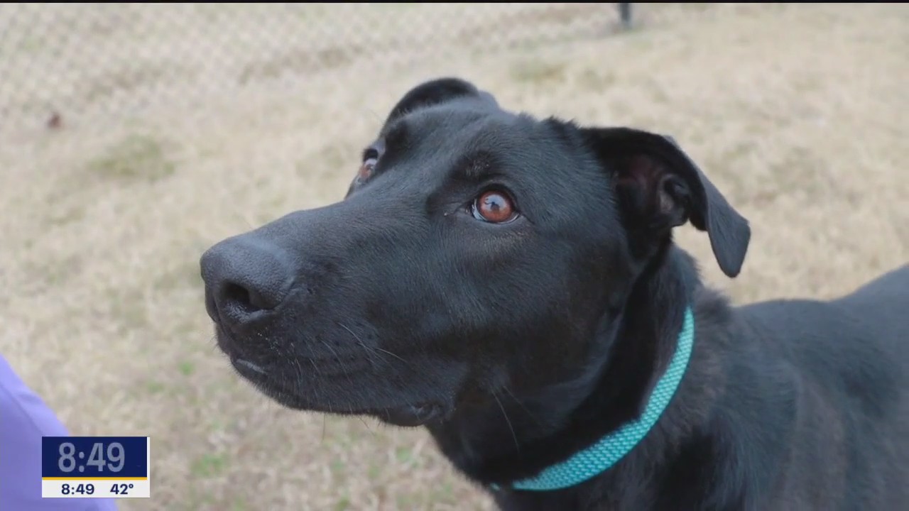 Pet of the day: Olimar