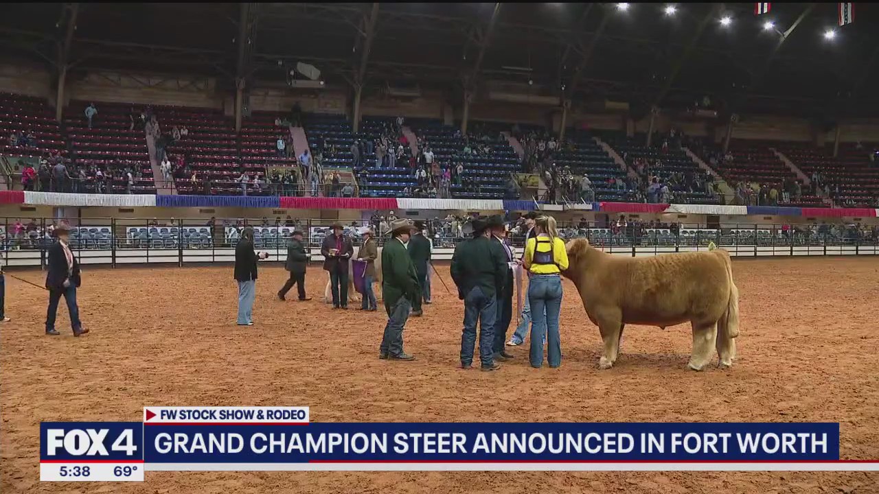 Grand champion steer announced at FW Stock Show