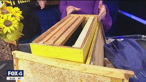 Free 'beekeeping classes' in Kaufman
