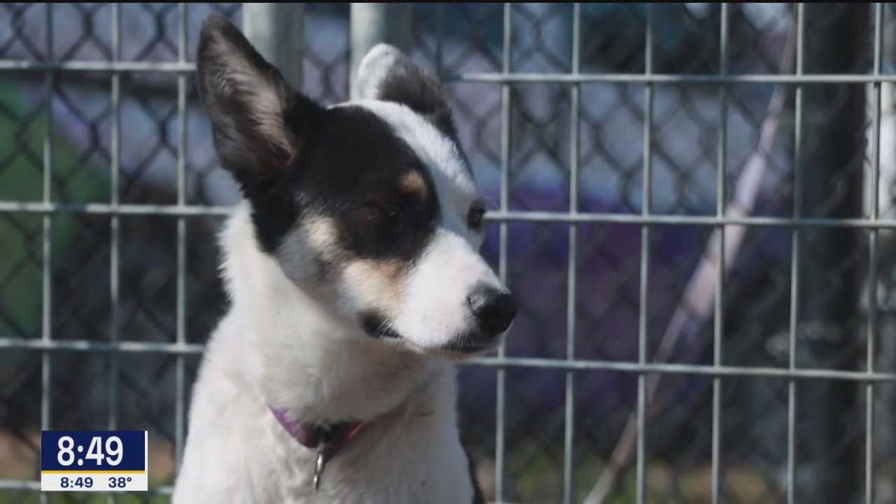 Pet of the Day: Little Debbie