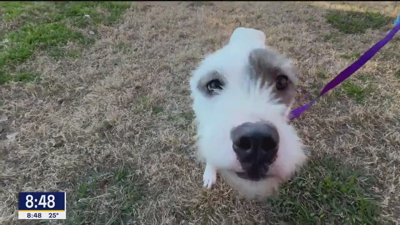 Pet of the day: Eclipse