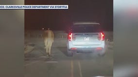 Runaway horse escorted safely to home