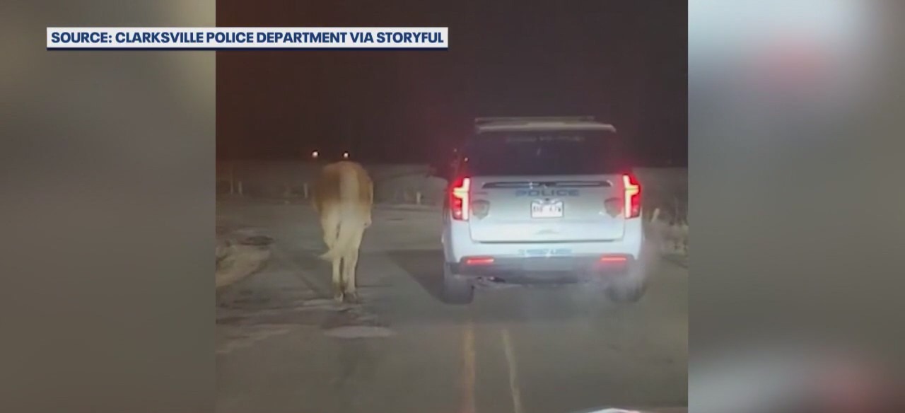 Runaway horse escorted safely to home