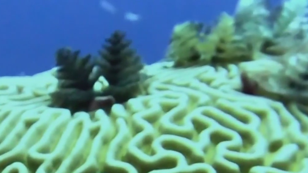 Protecting Galveston's vital coral reefs from ocean threats