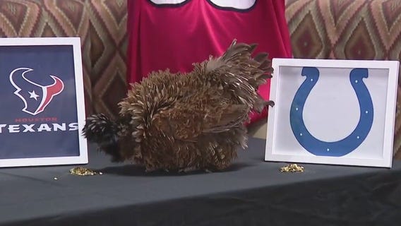 Chicken's prediction on Texans vs Colts