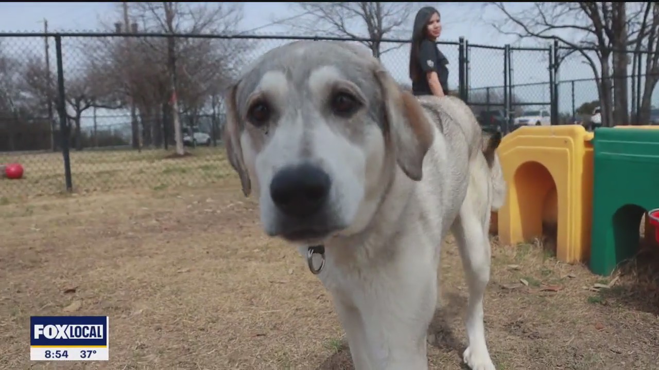 Pet of the day: Leesha