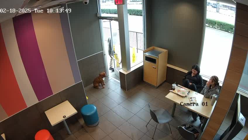 Women wanted for stealing dog in Rowlett | RAW