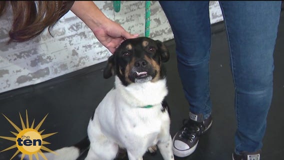 Edgar needs a new home | The Ten