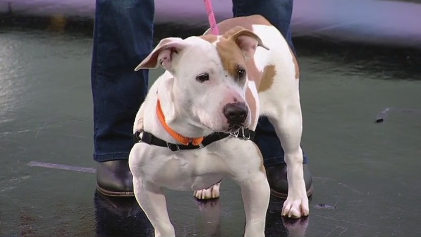 New year, new pet: $24 adoptions for January