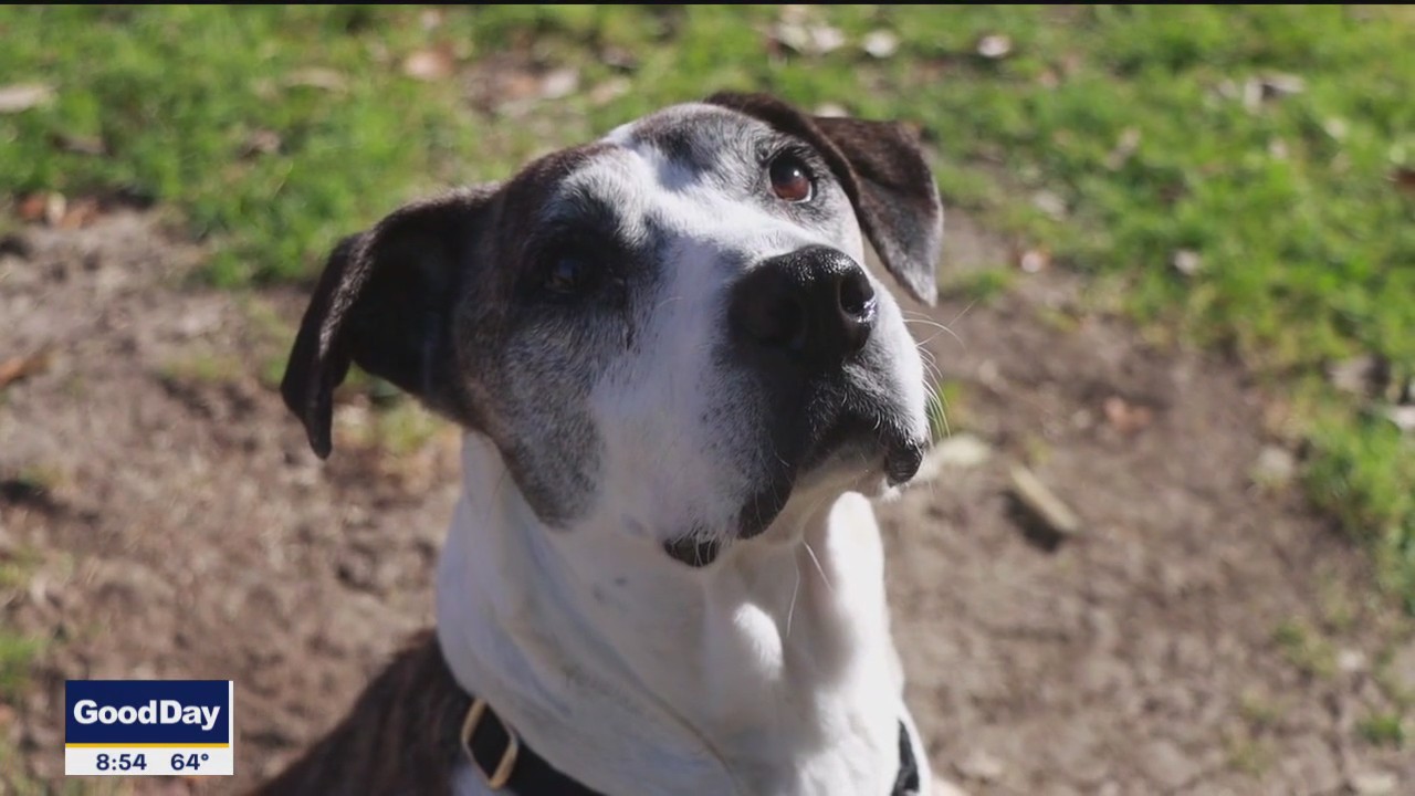 Pet of the day: Sasha