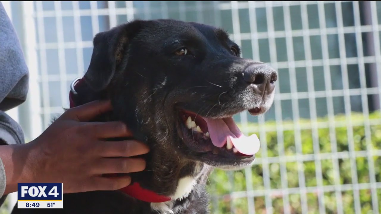 Pet of the day: Maran