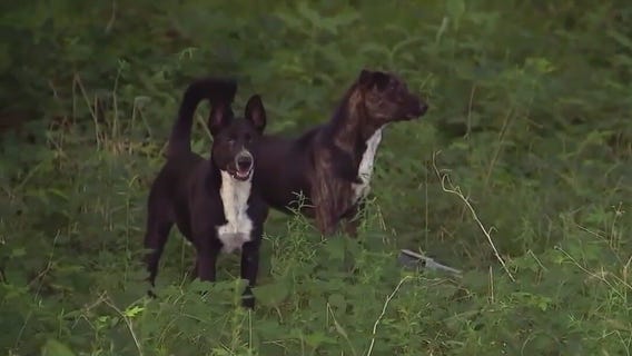 Dog owners can be fined for leaving pet outside