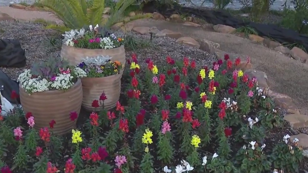 How to protect plants in a freeze