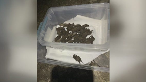 Frozen bats rescued by Houston Humane Society