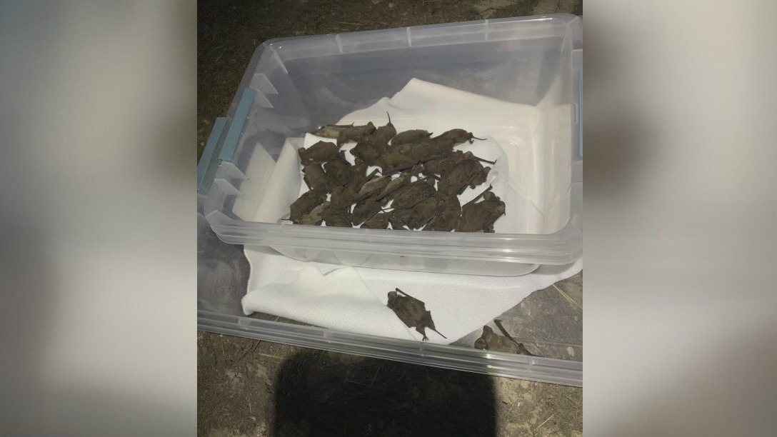 Frozen bats rescued by Houston Humane Society