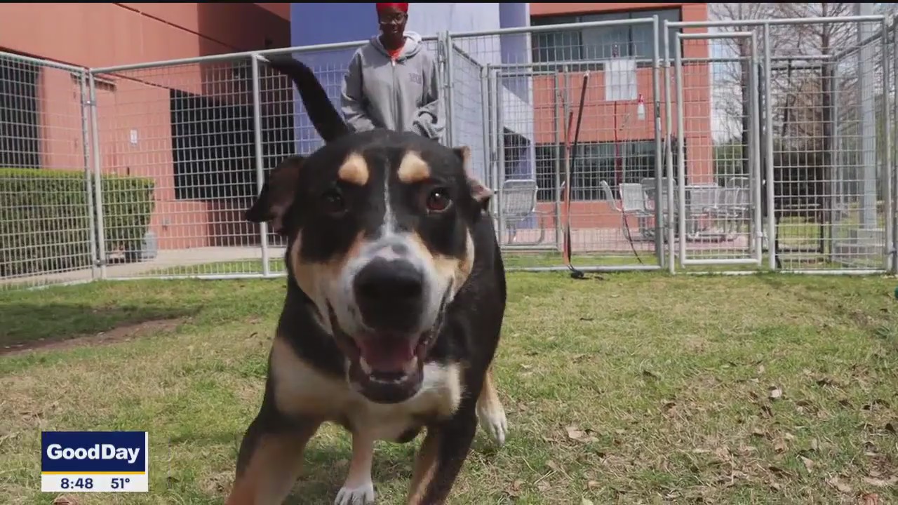 Pet of the day: Relish