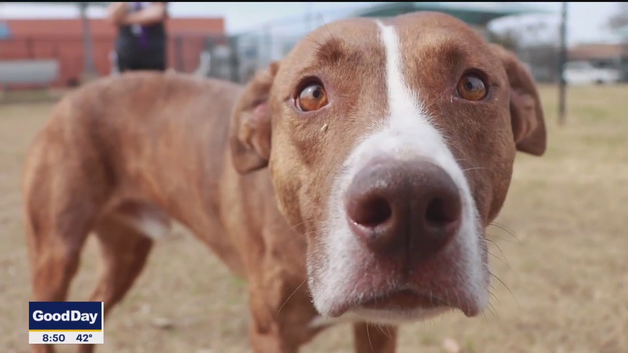 Pet of the day: Acorn