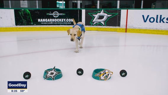 Poppy's Pucks: Stars vs. Predators