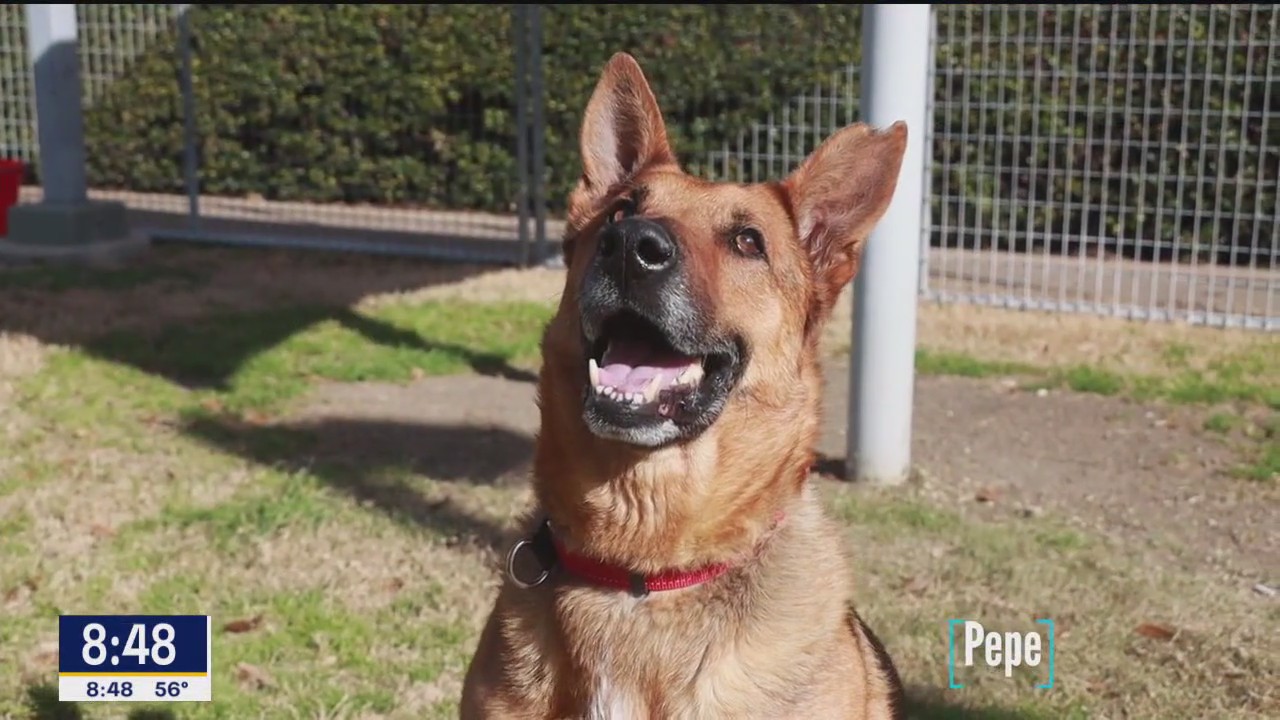 Pet of the day: Pepe