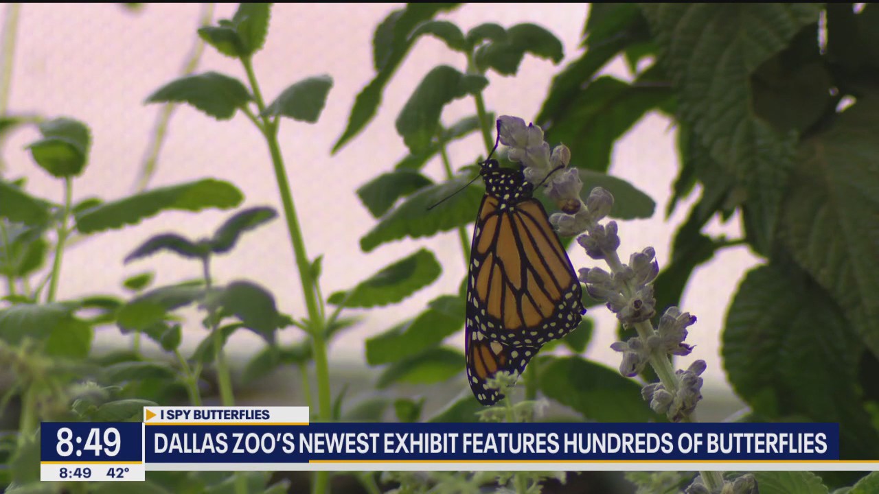 Dallas Zoo's new exhibit with hundreds of butterflies