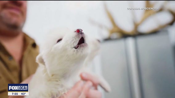 Dallas-based scientists bring back extinct species