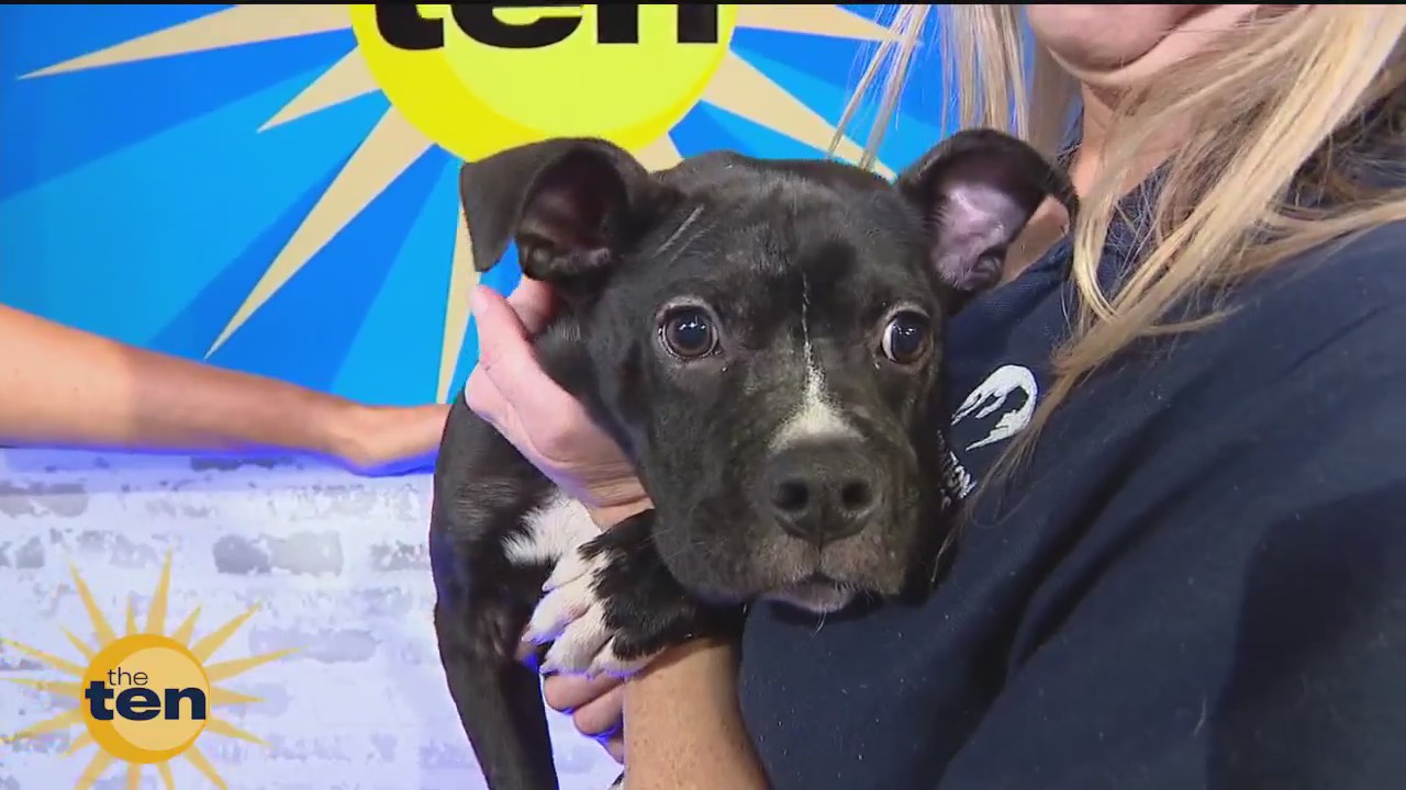 The Pitch, an adorable pup & more | The Ten