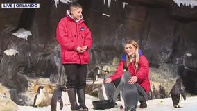 Learn about penguins for Penguin Awareness Day
