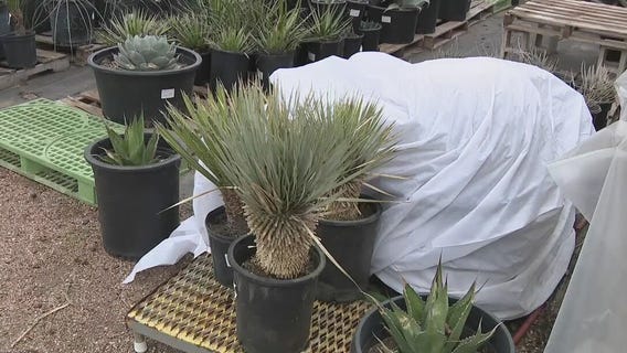 Winter weather: How you can keep your plants safe