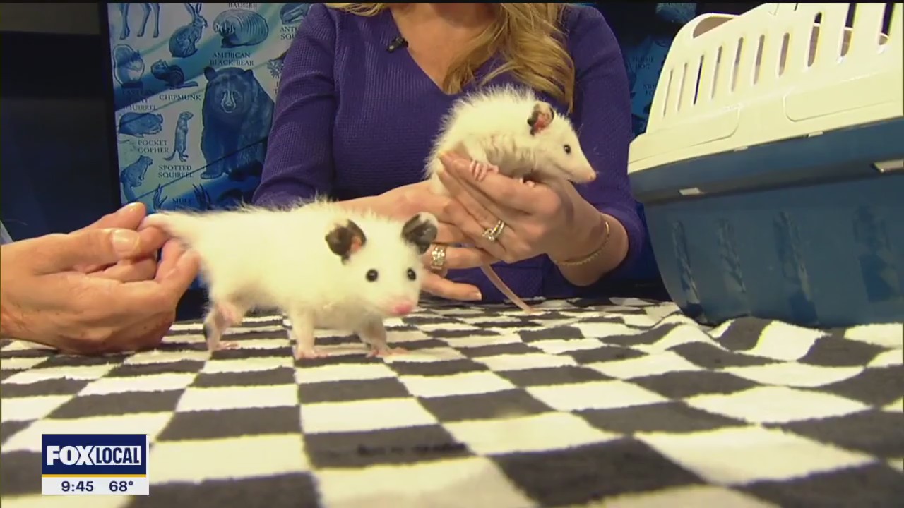 NTX Wildlife Center raising money for new facility