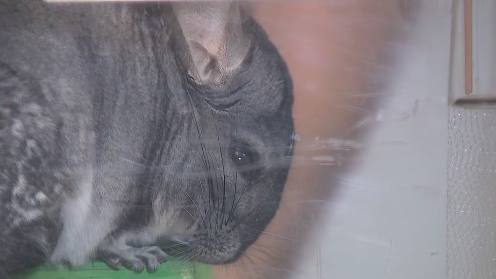 Wild Wednesday: All about the chinchilla