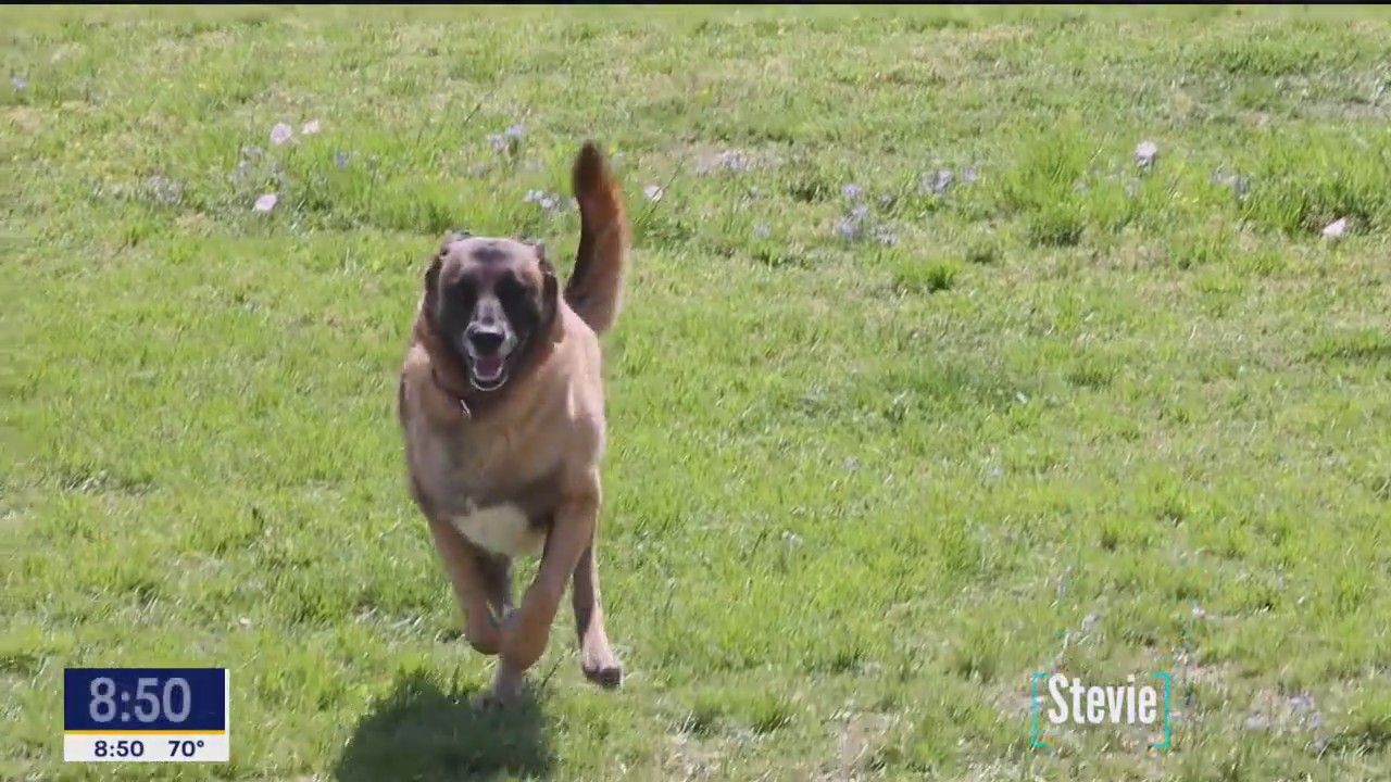 Pet of the day: Stevie