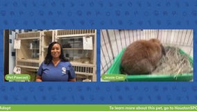 The Pet Pawcast: Small mammals