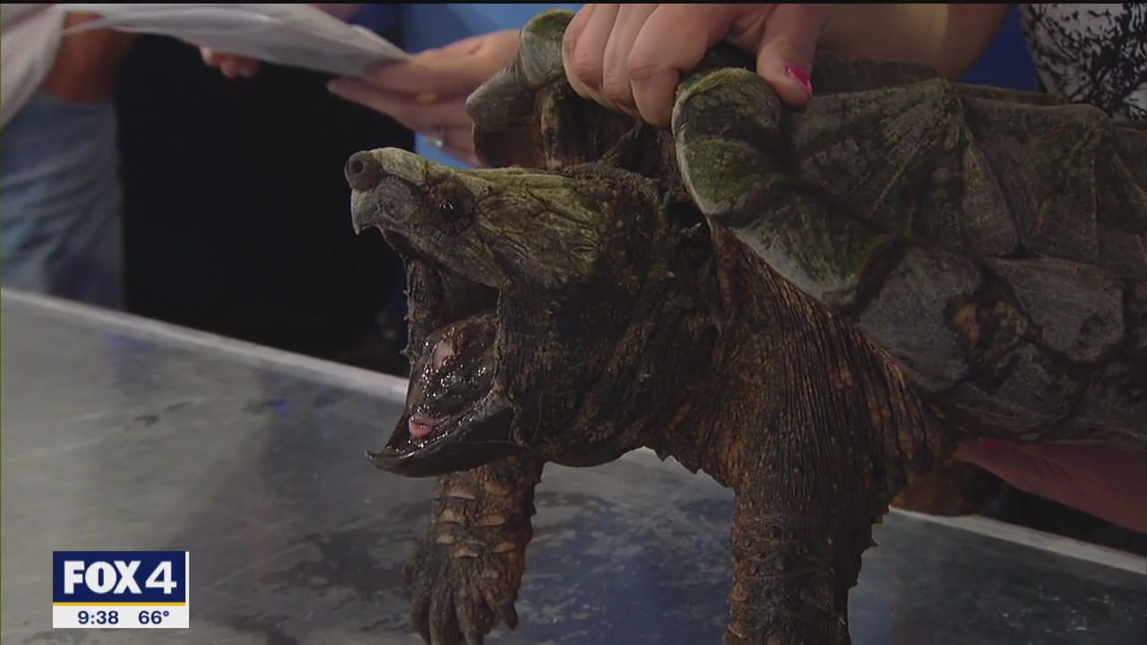 Texas Country Reporter Festival starts tomorrow