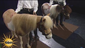 Baby drumming prodigy and mini horses | The Ten