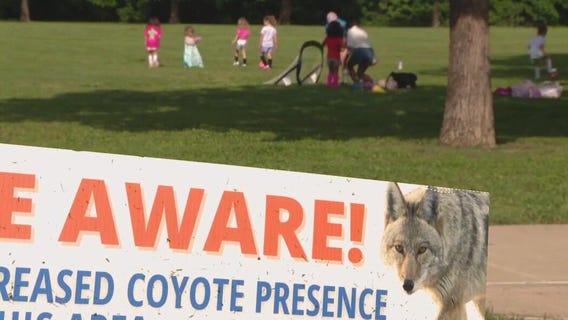 Coyote chases children near White Rock Lake