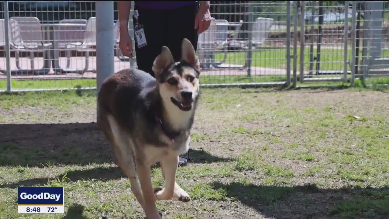 Pet of the day: Emmylou