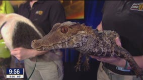 'Safari Nights' kicks off at the Dallas Zoo