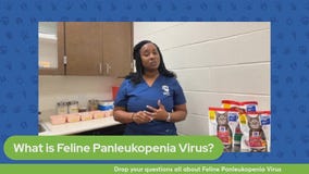 The Pet Pawcast - Feline Panleukopenia Virus