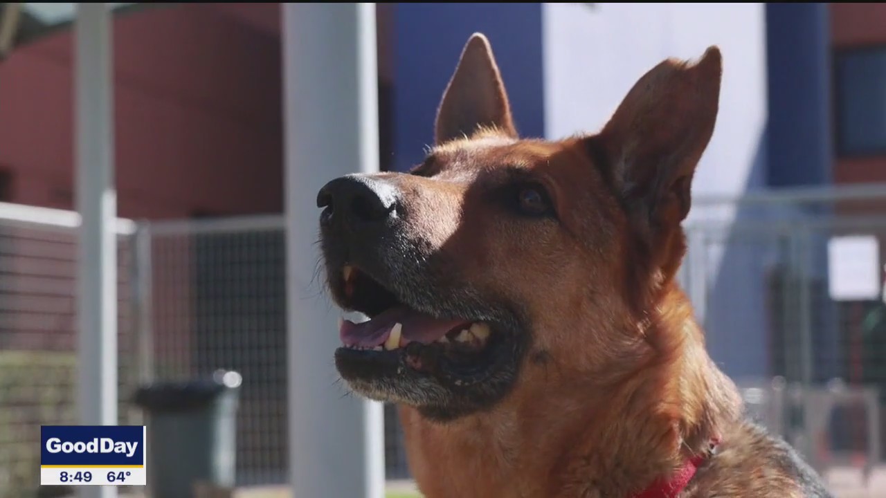 Pet of the Day: Pepe