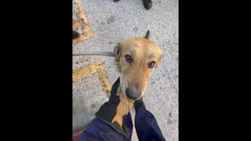 Dog rescued after one week from a container at Port Houston