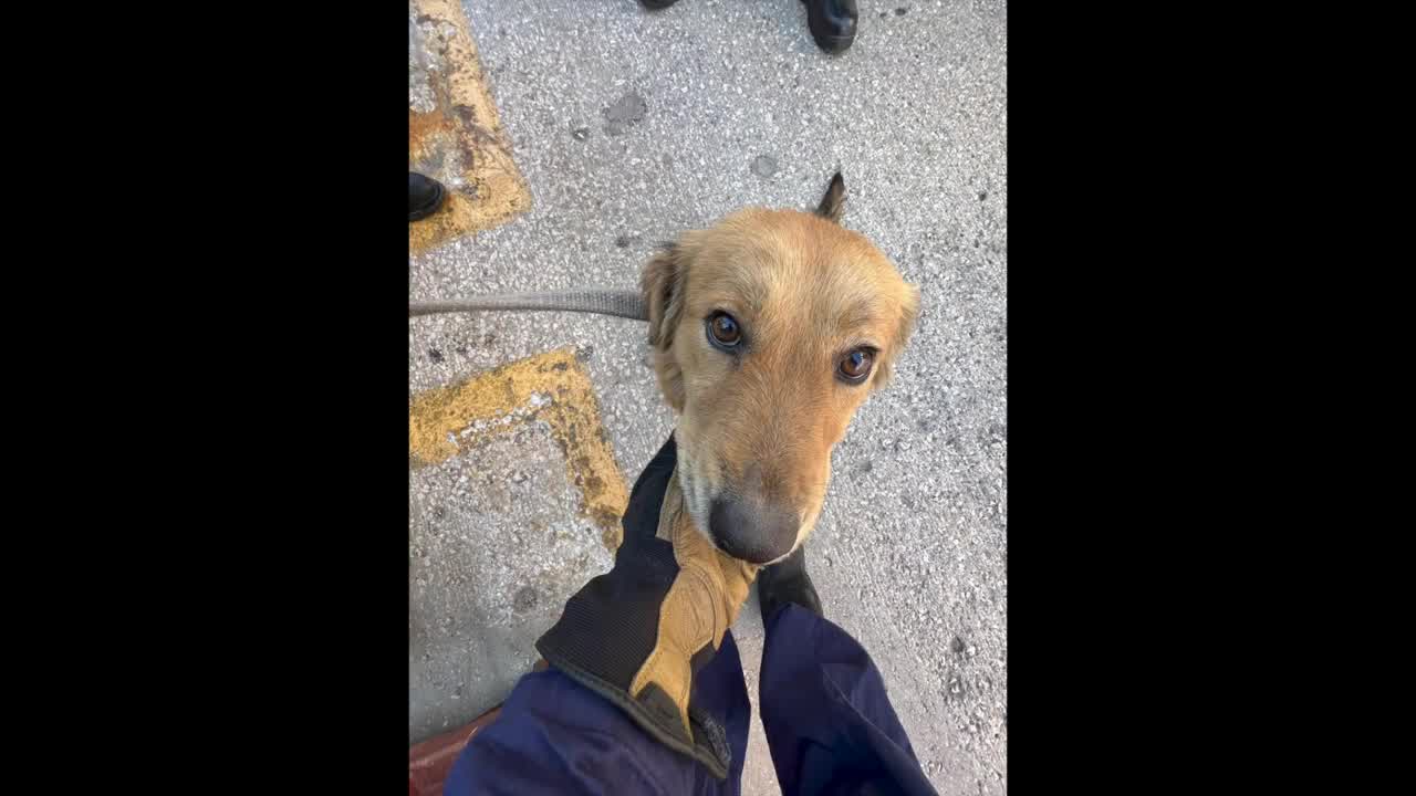 Dog rescued after one week from a container at Port Houston