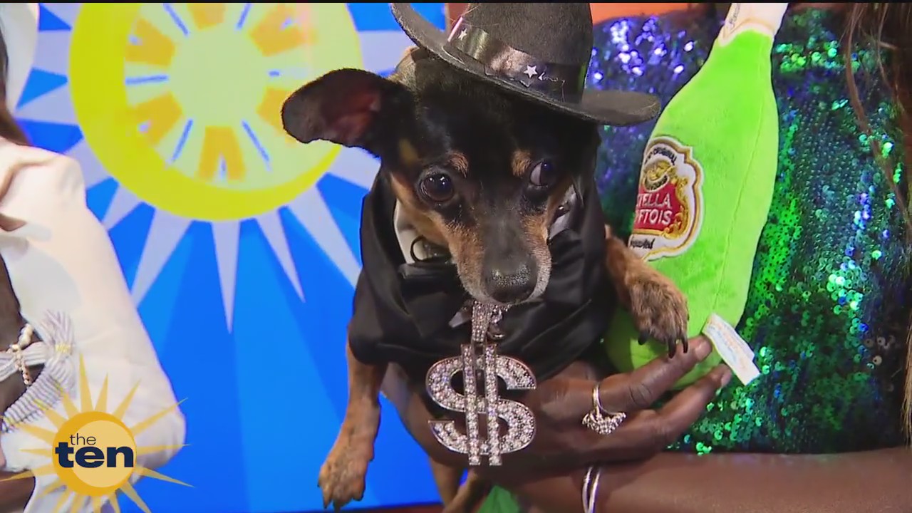 Chihuahua beauty pageant, pound cake & more | The Ten